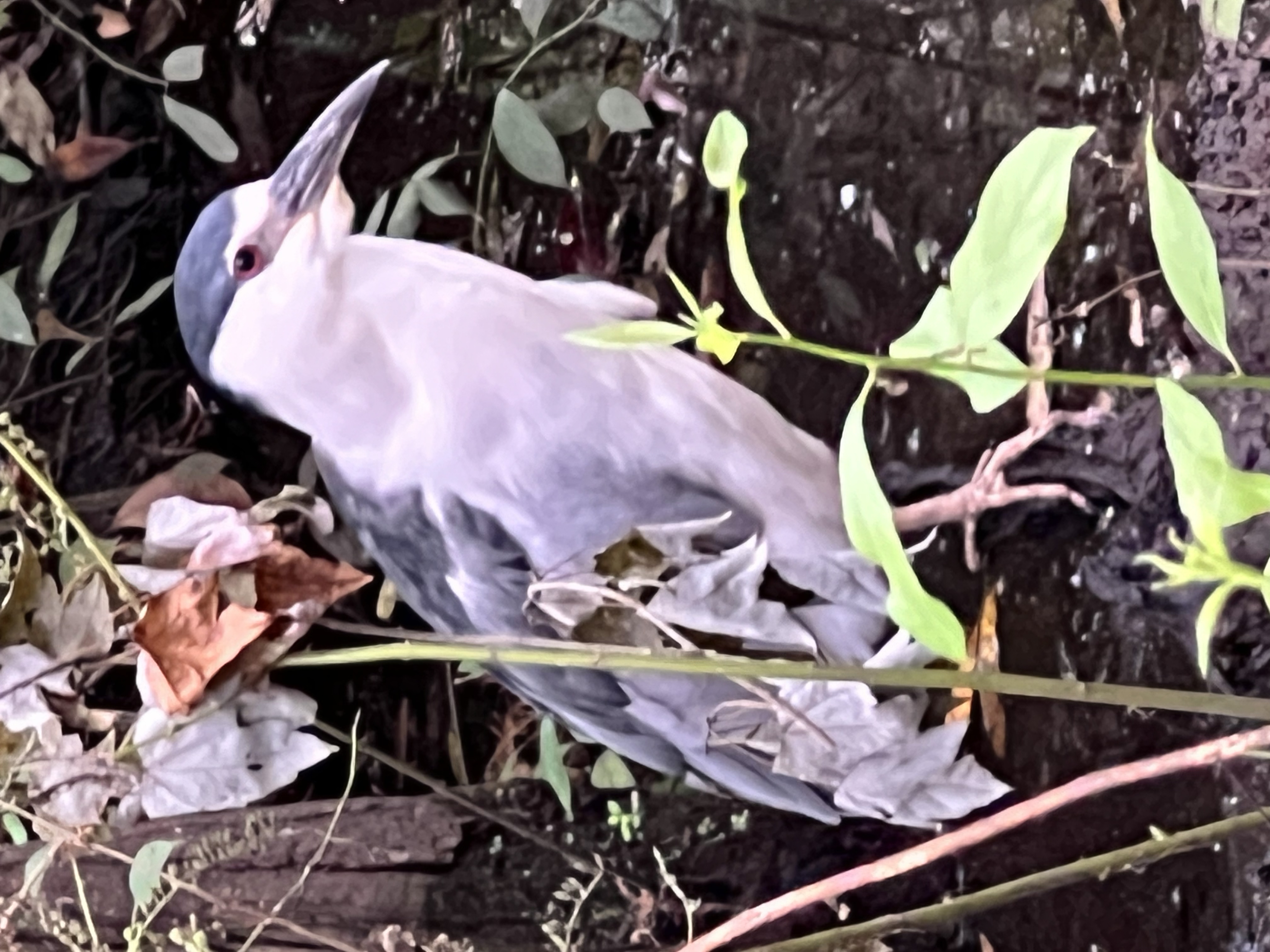 ./2024/10 - Myrtle Beach/IMG_2818.jpg